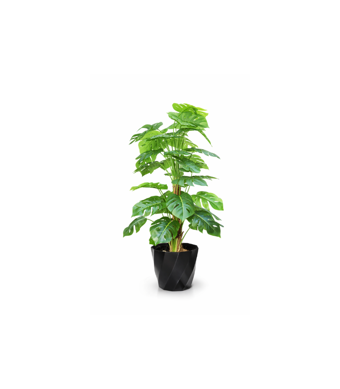 16 Petite Monstera 80cm – Image 1