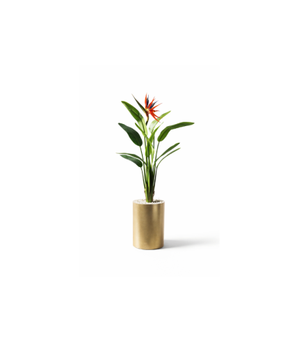 Oiseau de paradis 1.20