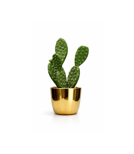 cactus  25cm