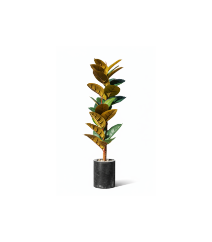 Ficus caoutchouc 1.2m