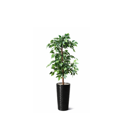 Ficus Moyenne 1.4m