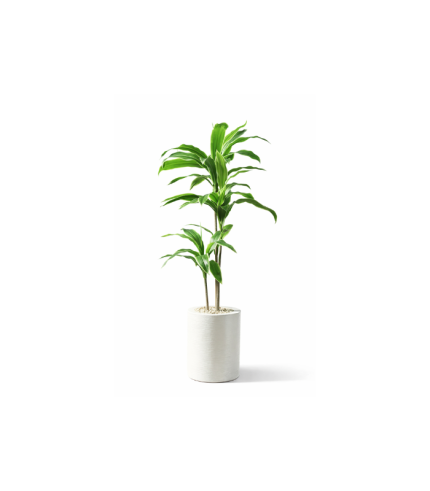 Dracena 3   (1.2m)