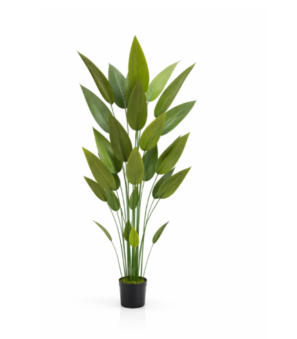 Les Oiseaux De Paradis (sans pot) 1.6m