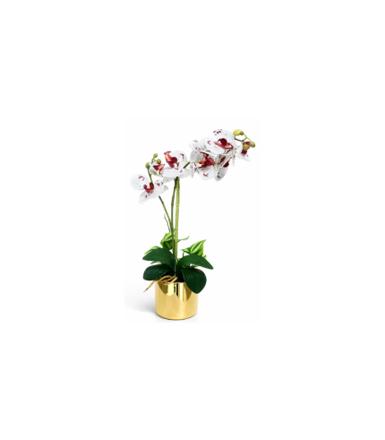 Orchidée Royale 50cm