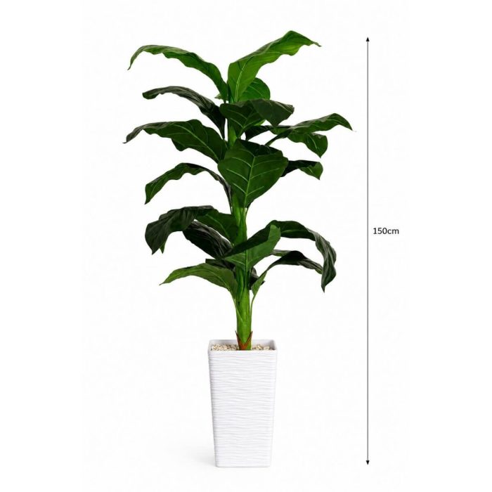Pack 3 Plantes – Offre Spéciale – Image 3
