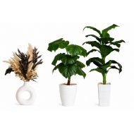 Pack 3 Plantes – Offre Spéciale