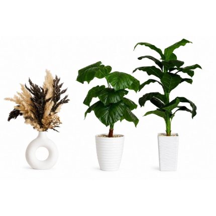 Pack 3 Plantes – Offre Spéciale
