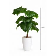 Pack 3 Plantes – Offre Spéciale – Image 2