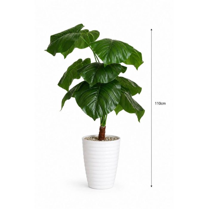 Pack 3 Plantes – Offre Spéciale – Image 2
